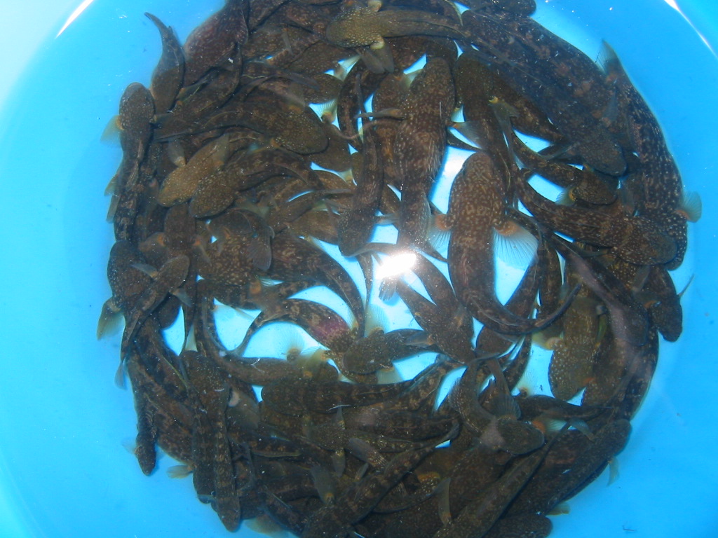 ヌマチチブとチチブの違い 静岡県淡水生物館