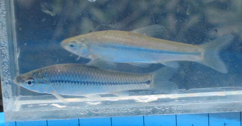 静岡県淡水生物館
