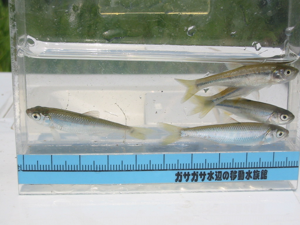 静岡県淡水生物館:2007/07/28 AM 太田川水系支流用水路