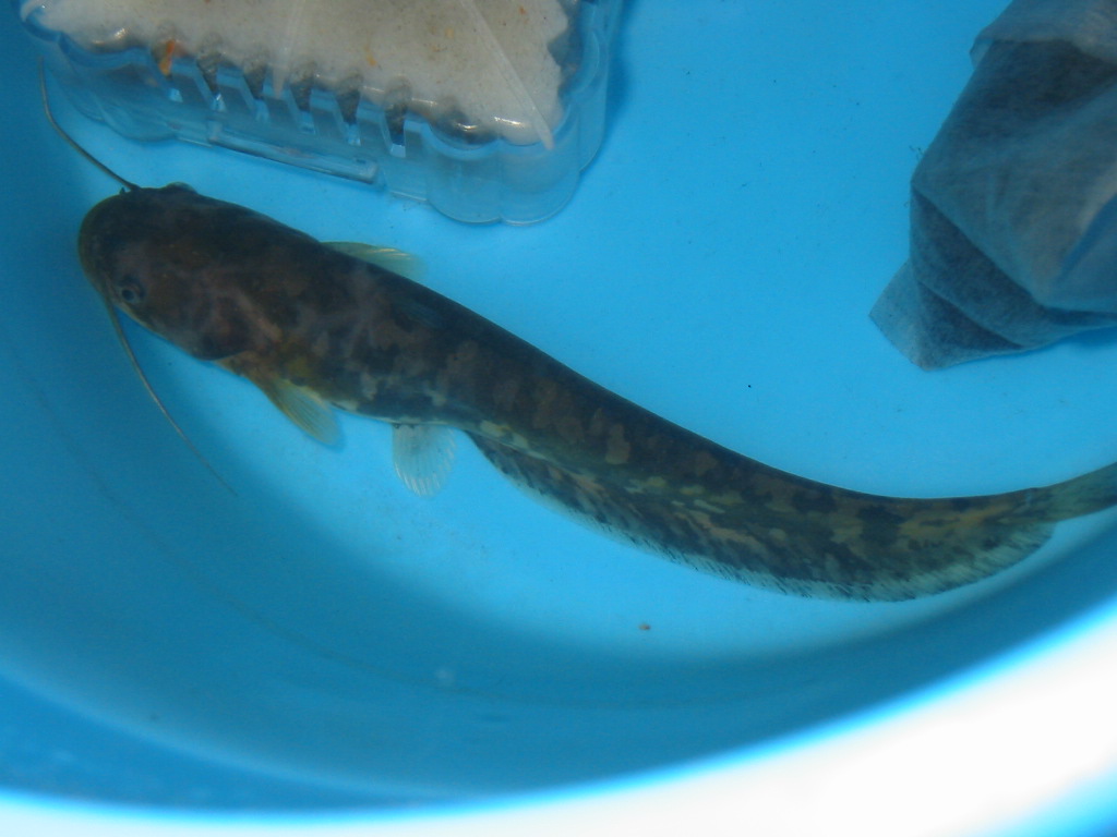 ふよまんの治療 静岡県淡水生物館