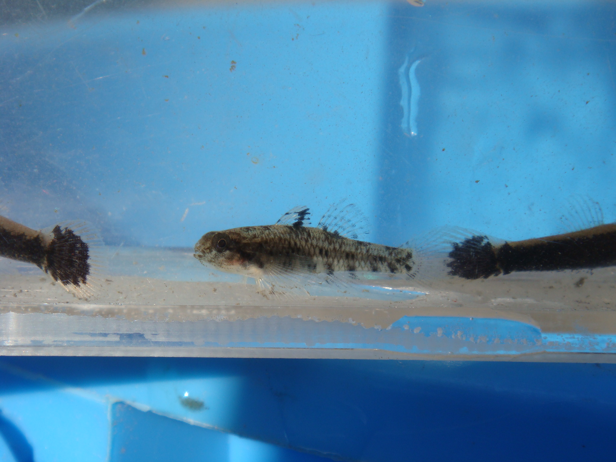 08 11 23 Pm 巴川水系大谷川放水路 静岡県淡水生物館