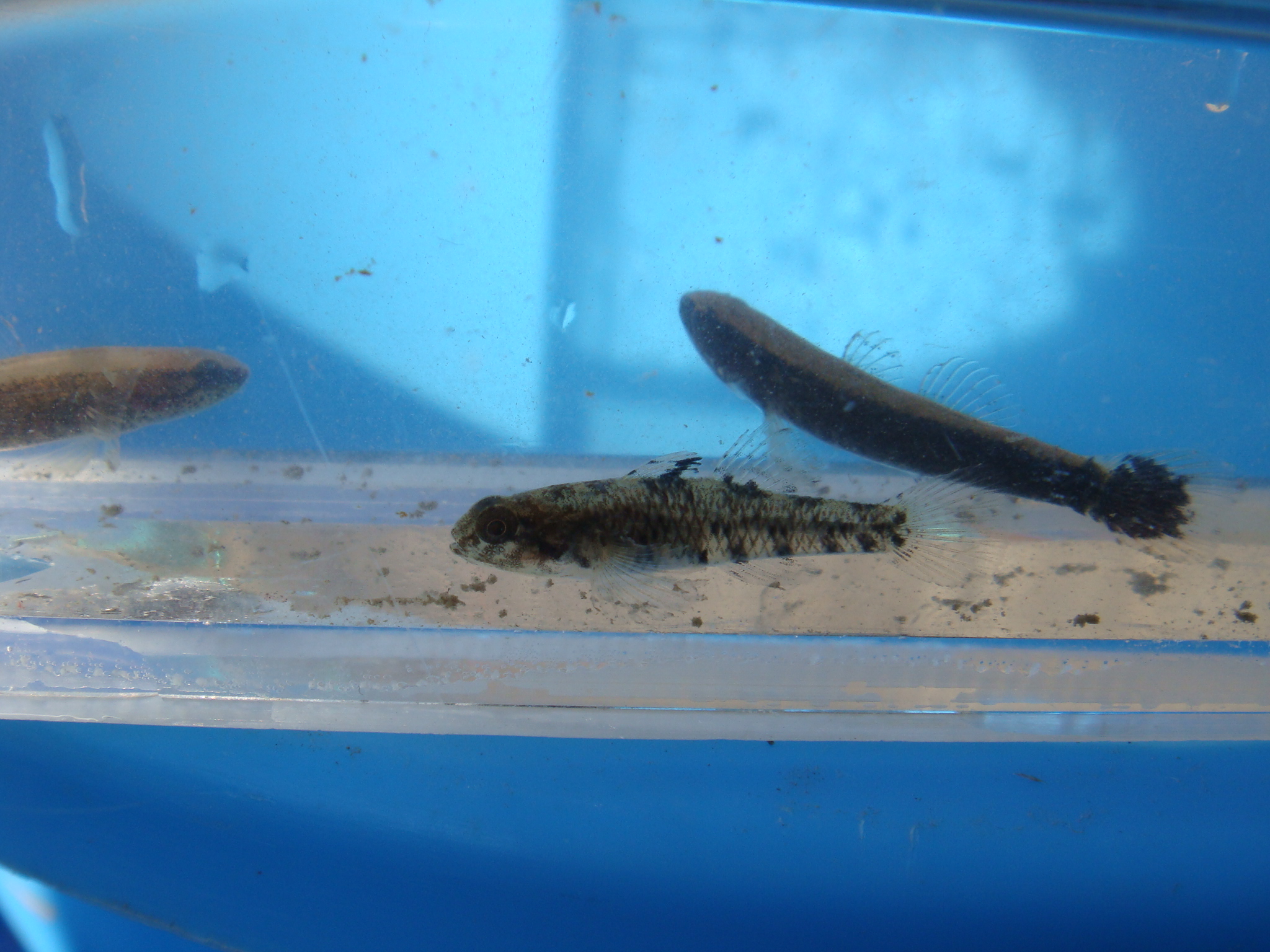 08 11 23 Pm 巴川水系大谷川放水路 静岡県淡水生物館