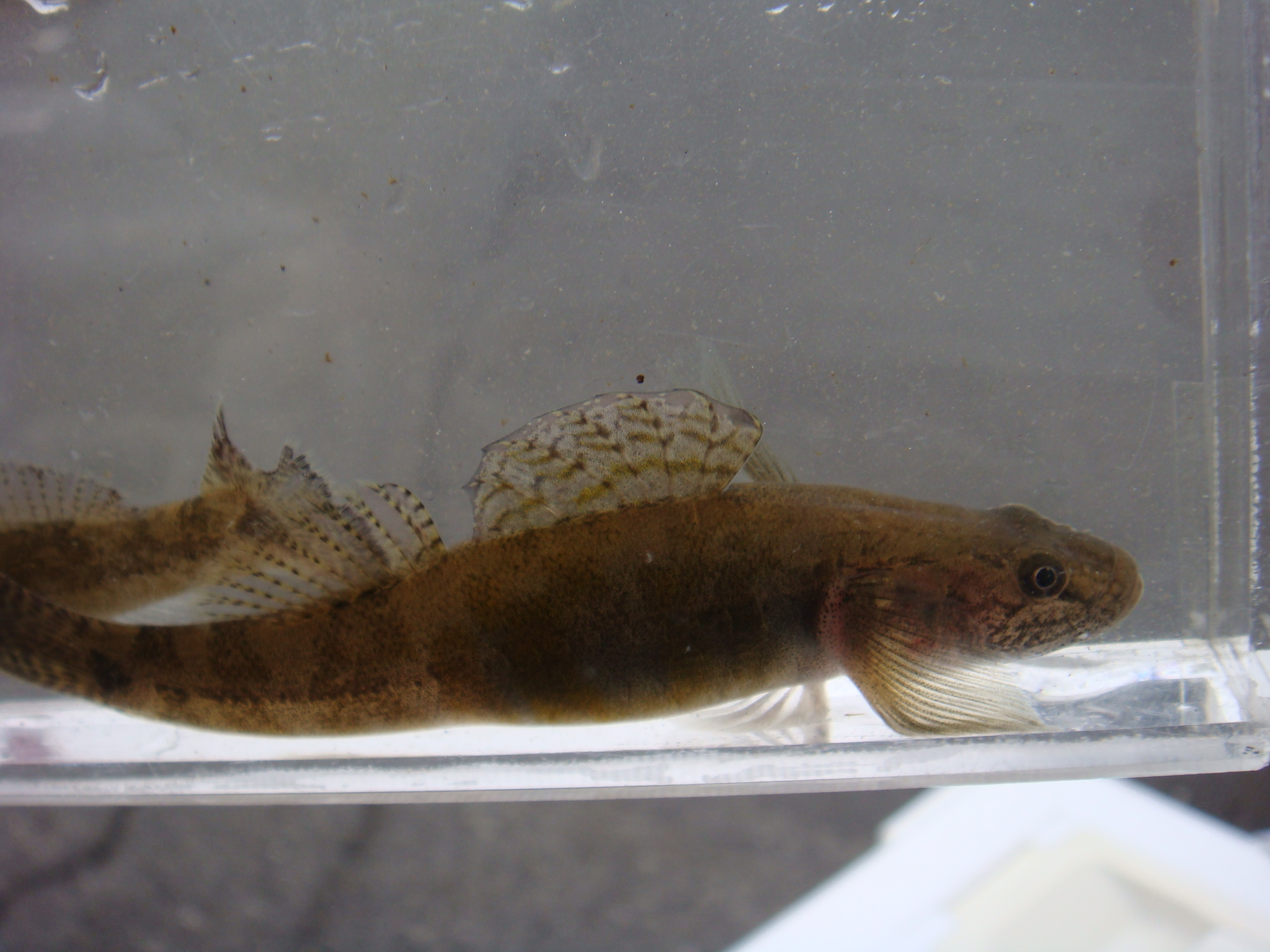 静岡県淡水生物館