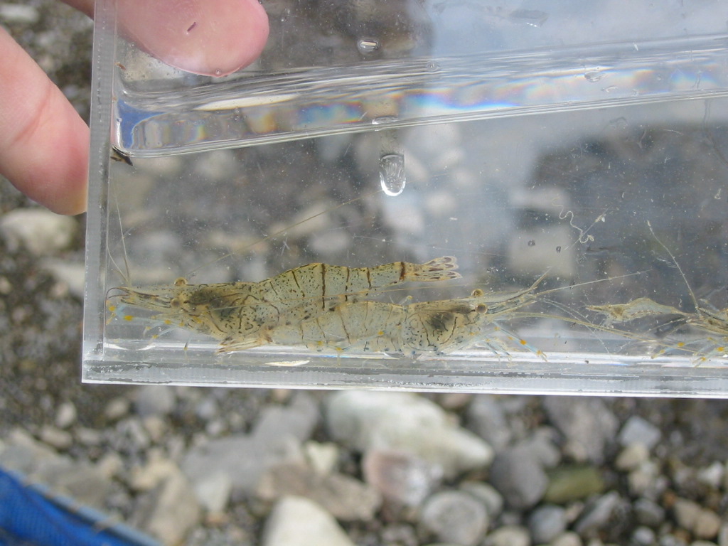 07 10 07 Am 瀬戸川水系支流 静岡県淡水生物館