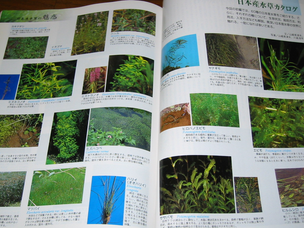 日本産水草の魅惑 静岡県淡水生物館 日本産水草の魅惑 静岡県淡水生物館