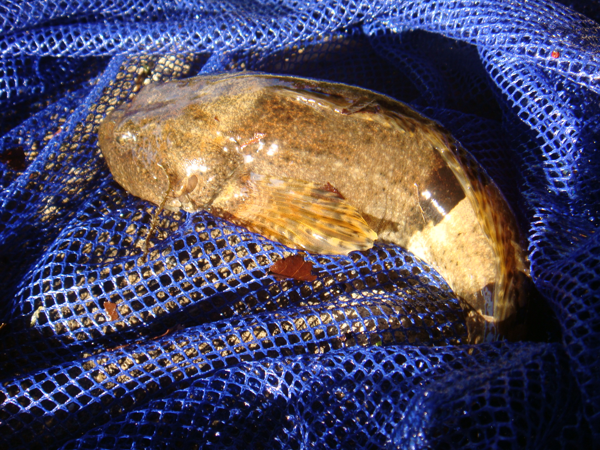 08 11 29 Pm 安倍川水系支流 静岡県淡水生物館