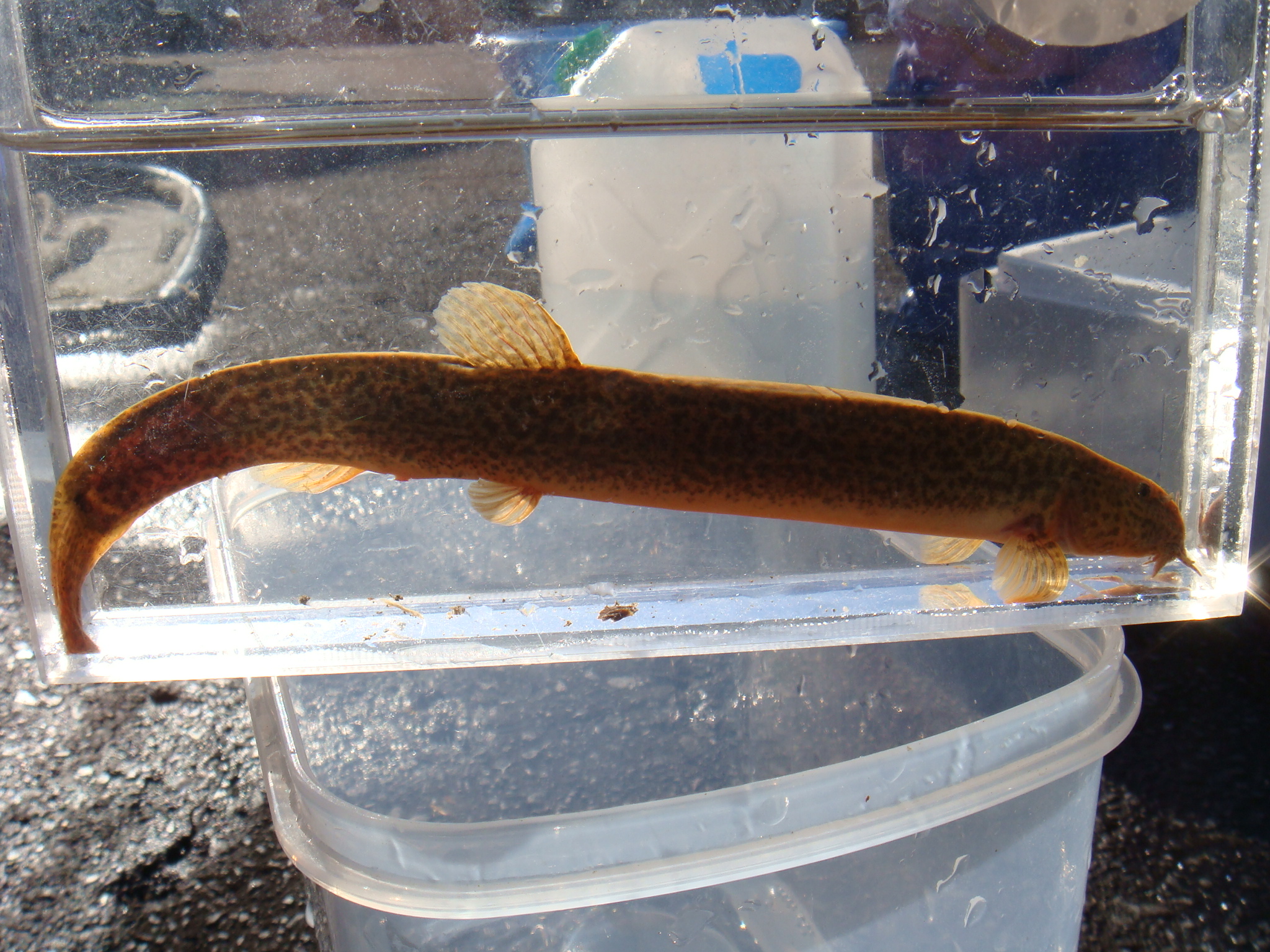 最大85 オフ スジシマドジョウ3匹 S M 3cm 5cm前後 どじょう 淡水魚 川魚 Shipsctc Org