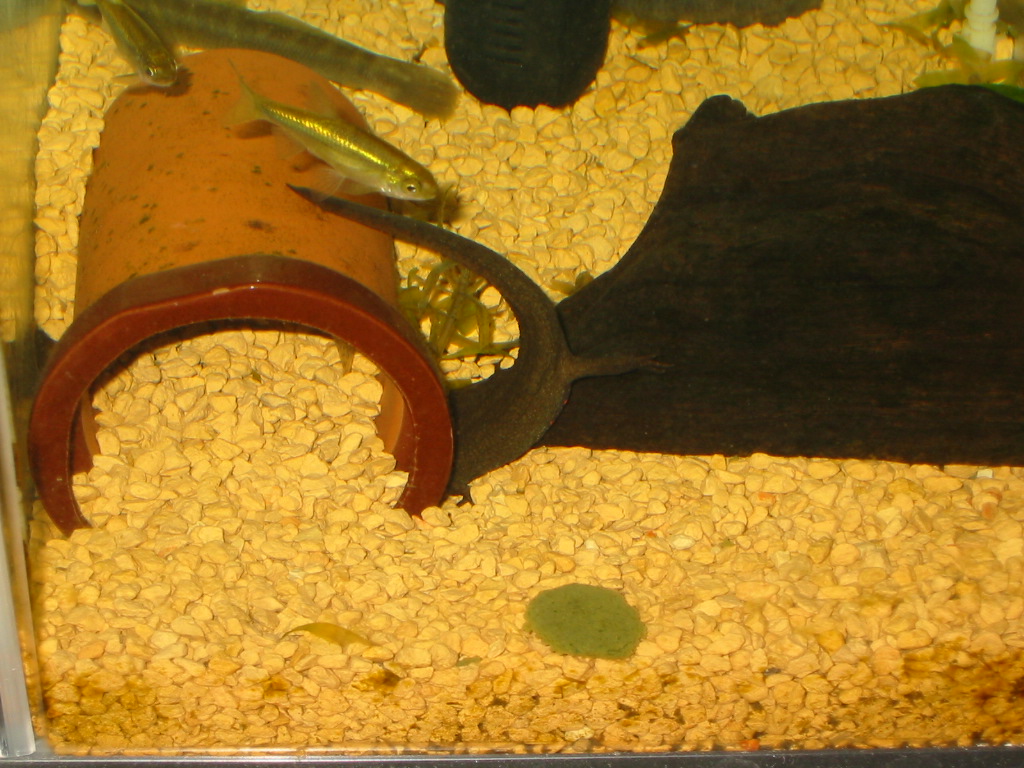 プレコフードとボウズハゼ 静岡県淡水生物館