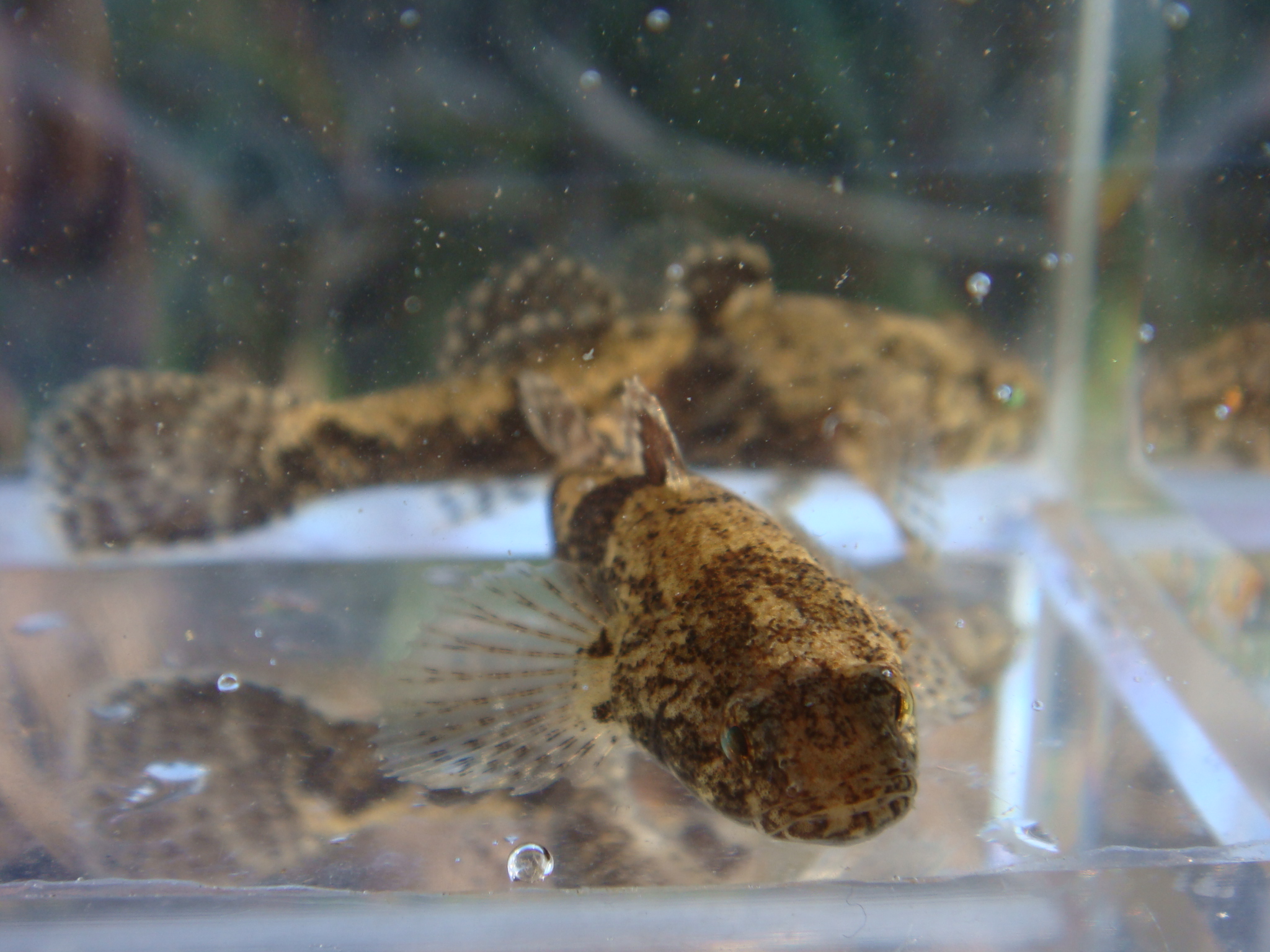 09 01 25 Pm 矢作川水系 静岡県淡水生物館