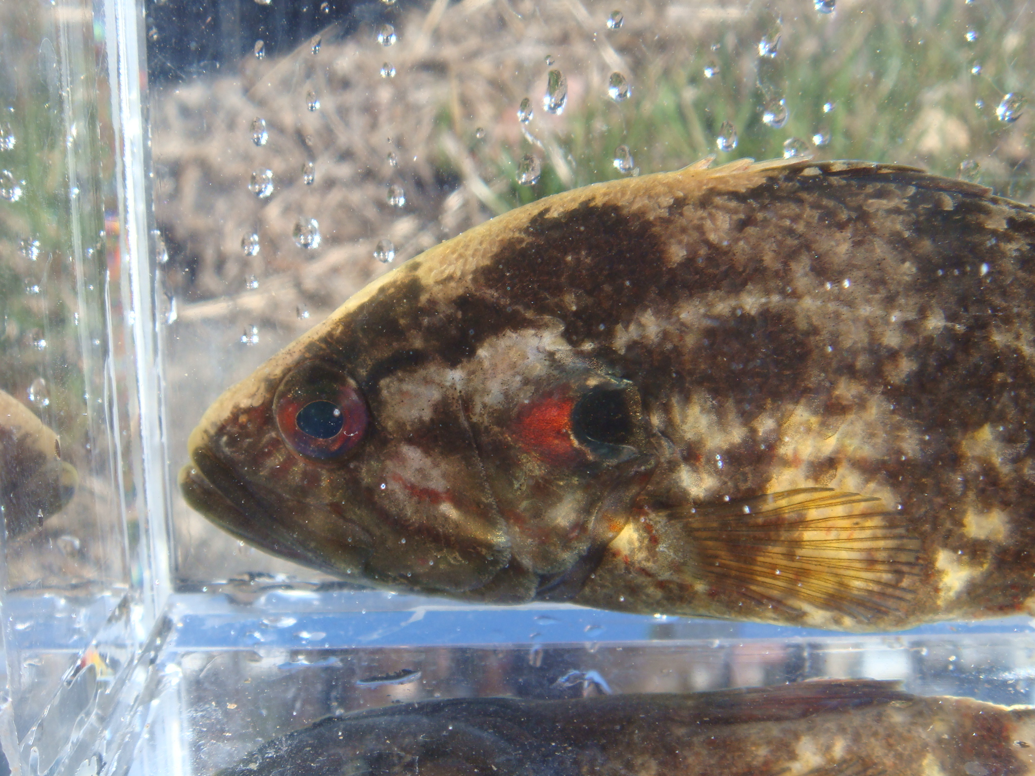 09 02 01 Am 矢作川水系 静岡県淡水生物館