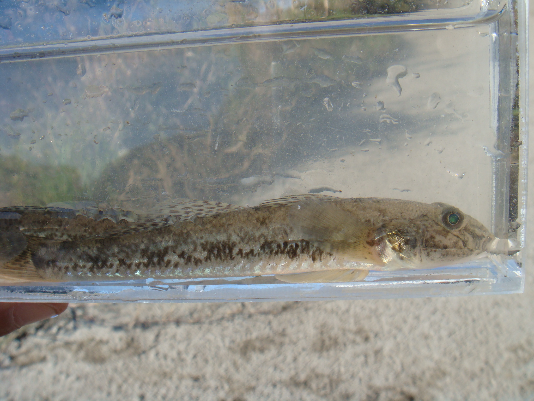08 11 23 Pm 巴川水系大谷川放水路 静岡県淡水生物館
