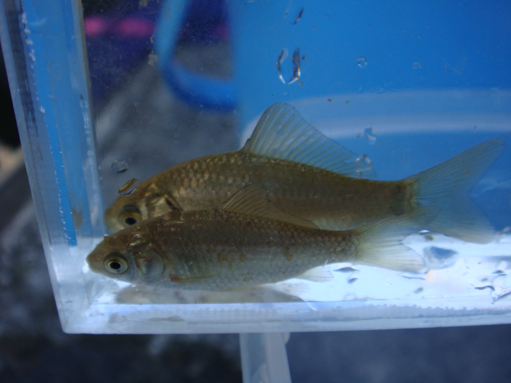 08 11 29 Pm 安倍川水系支流 静岡県淡水生物館