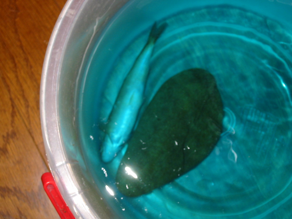アブラハヤの緊急治療 静岡県淡水生物館