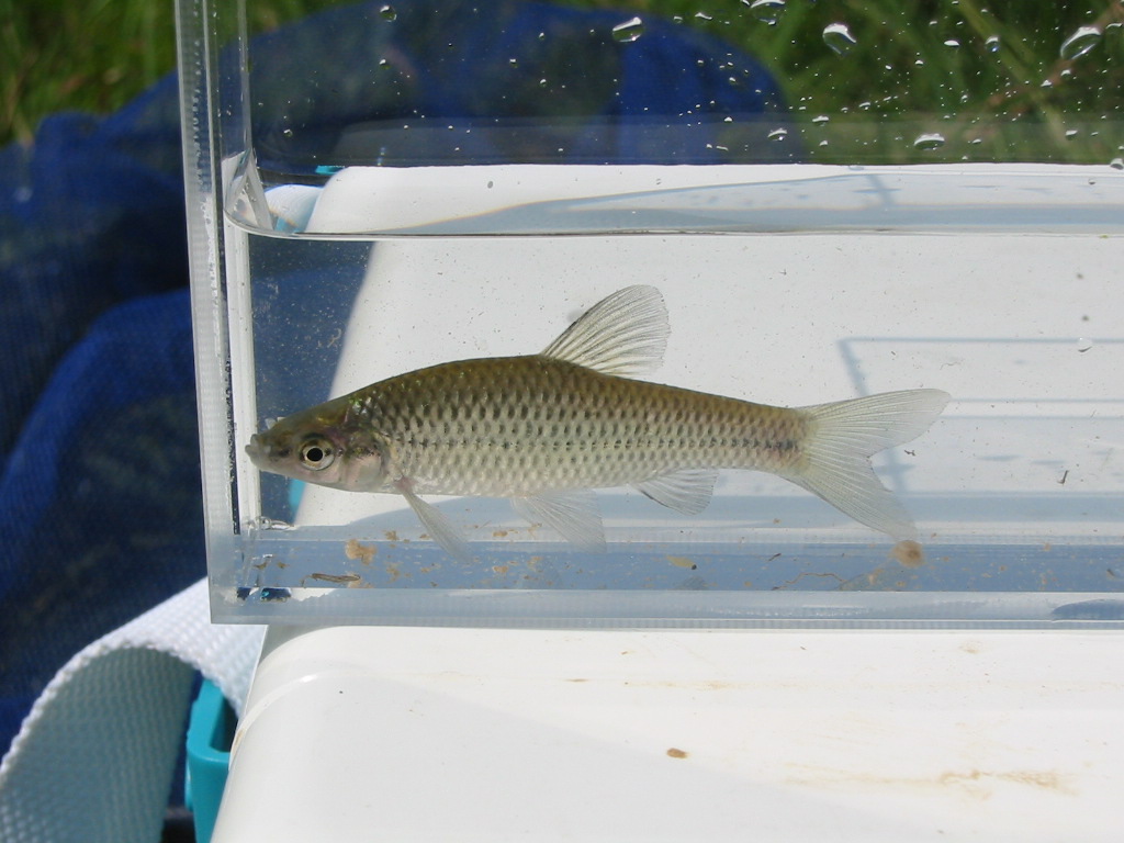 07 07 28 Am 太田川水系支流用水路 静岡県淡水生物館