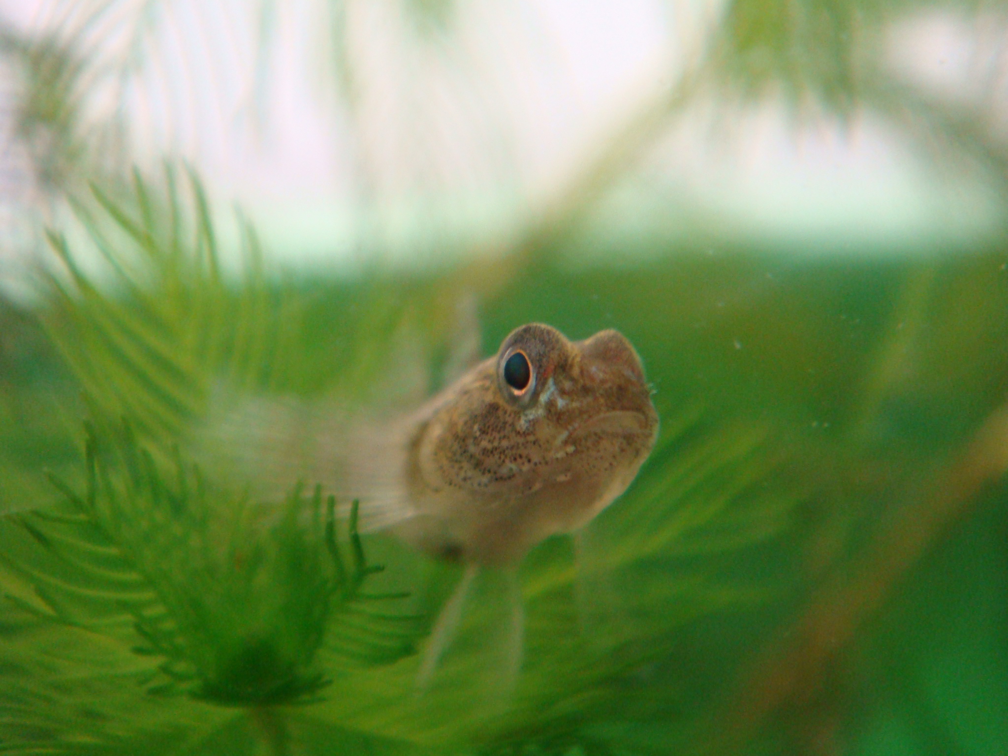 ゴクラクハゼ 静岡県淡水生物館
