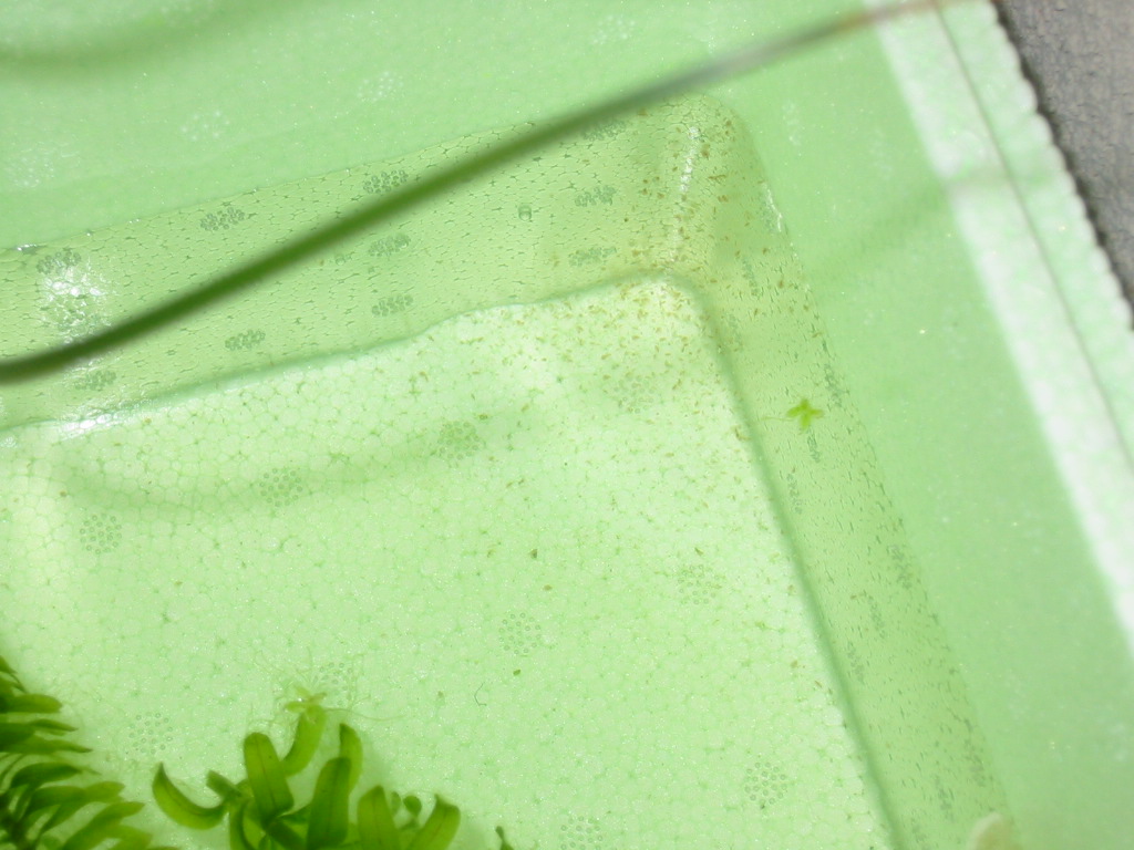 ミジンコ養殖実験開始 静岡県淡水生物館