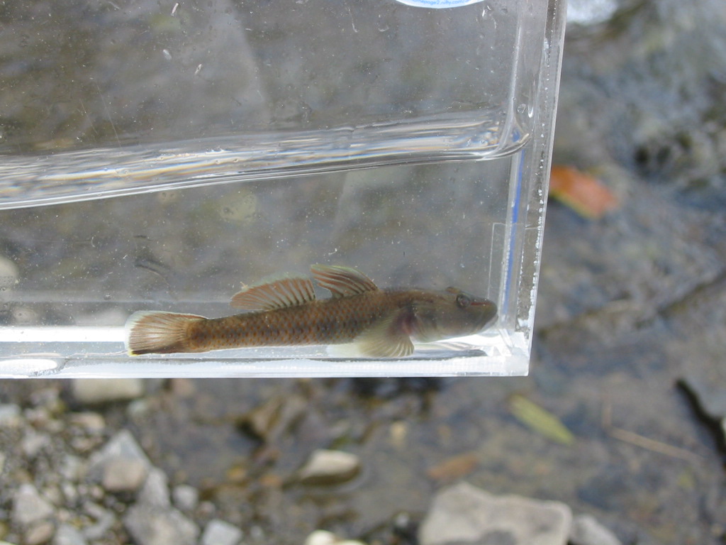 07 10 07 Am 瀬戸川水系支流 静岡県淡水生物館