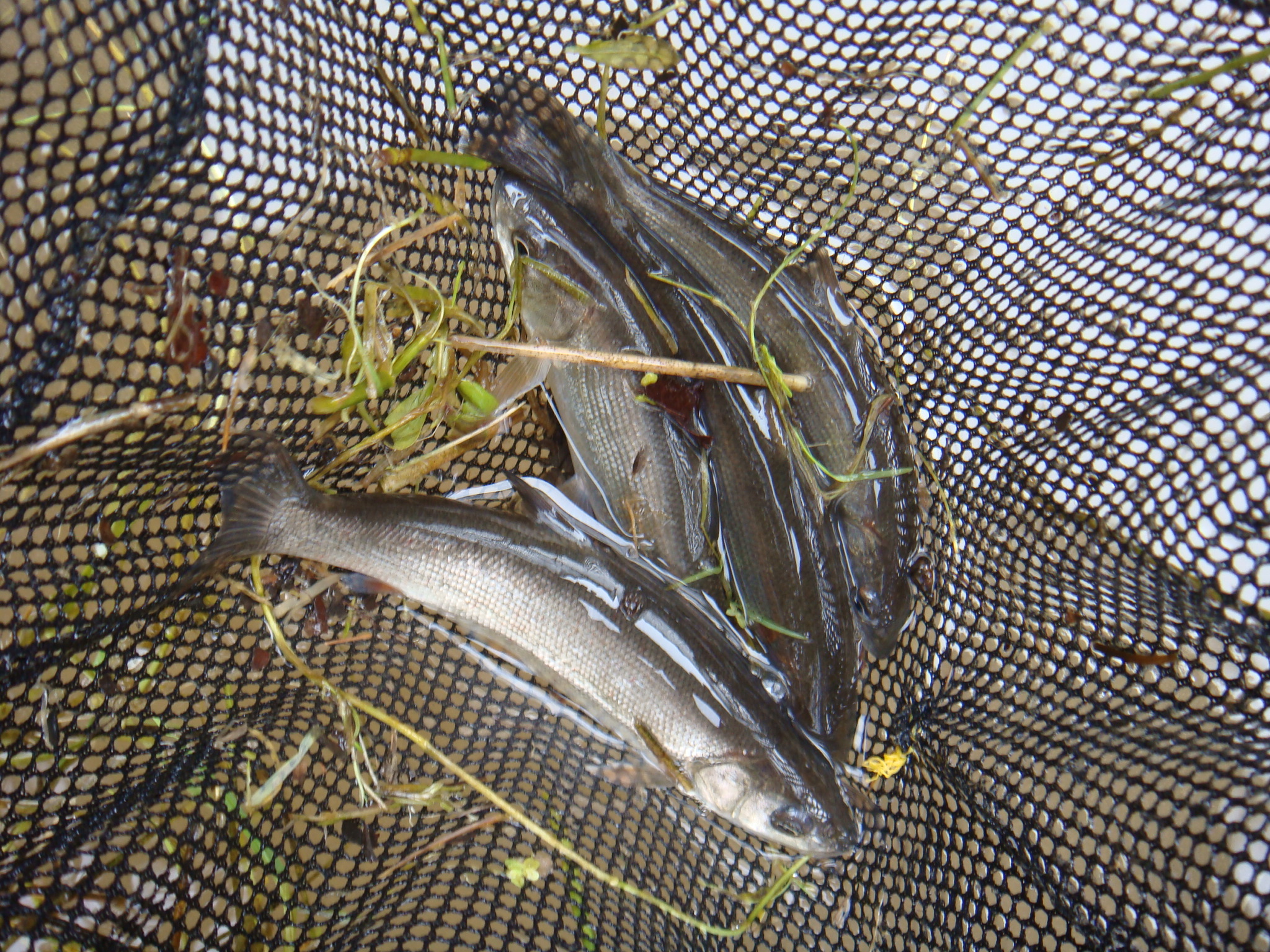 09 01 18 Am 安倍川水系支流 静岡県淡水生物館