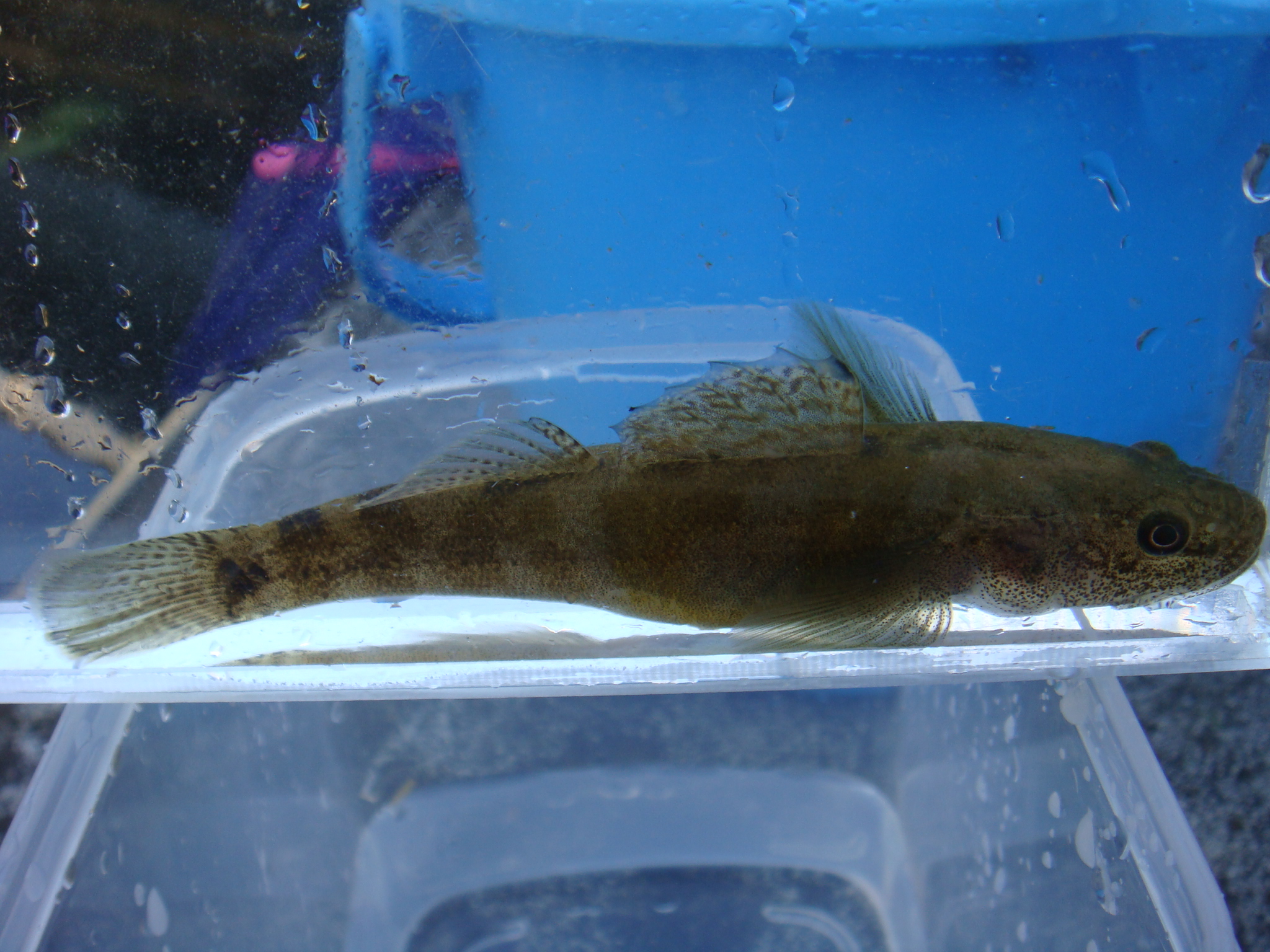 08 11 29 Pm 安倍川水系支流 静岡県淡水生物館