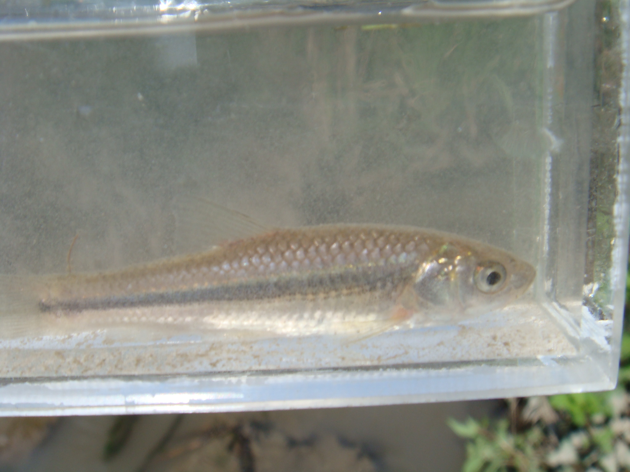 08 10 04 Am 瀬戸川水系支流 静岡県淡水生物館