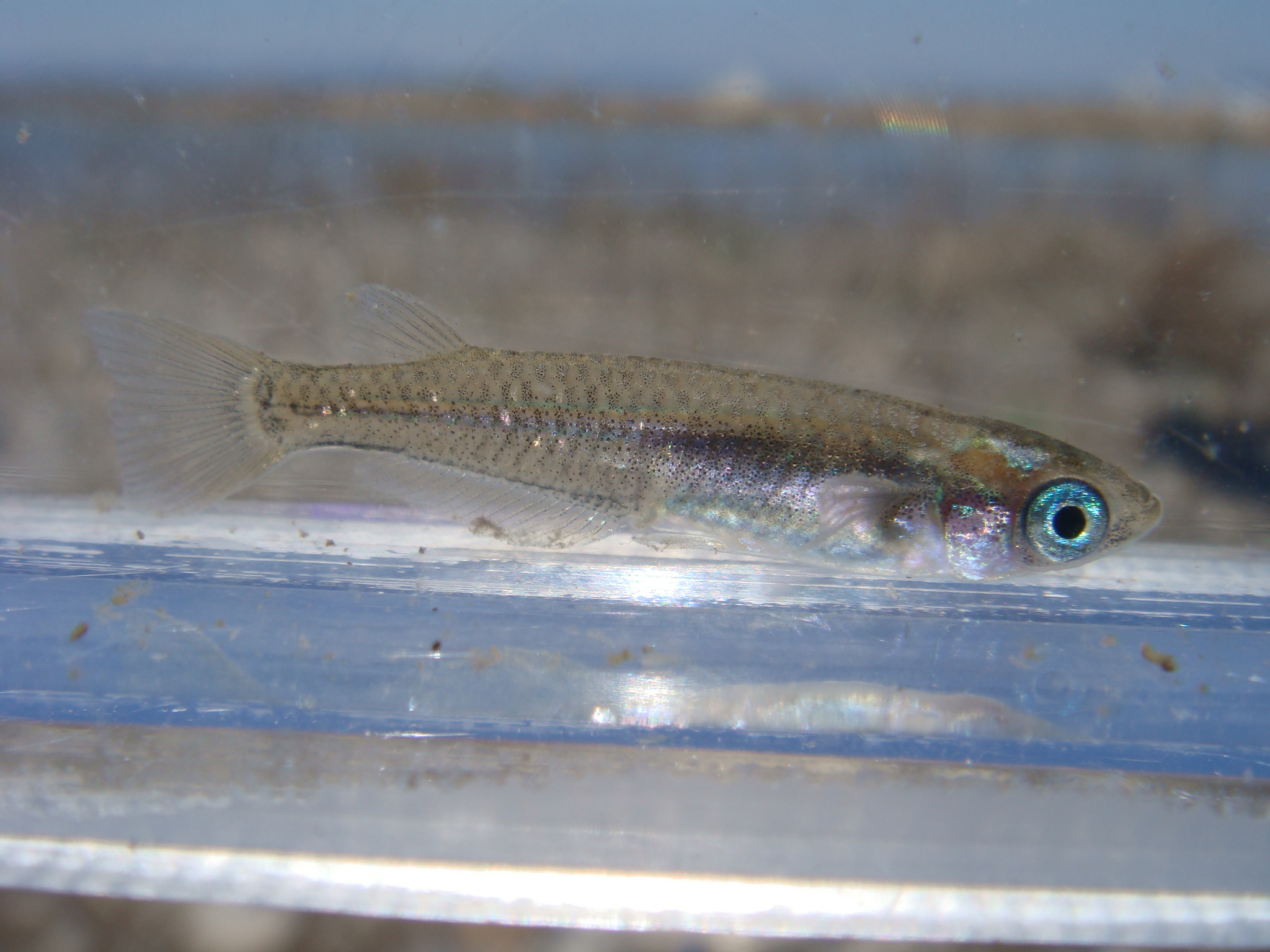 09 03 15 Am 大井川水系下流 静岡県淡水生物館