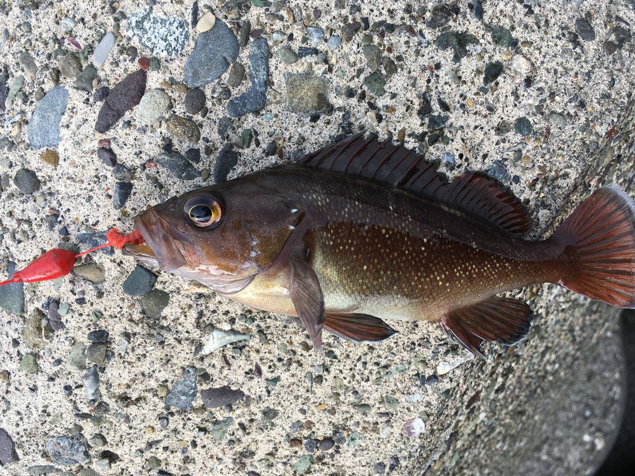 北海道旅行での穴釣り 狐の気晴らし釣り日記 北海道旅行での穴釣り 狐の気晴らし釣り日記