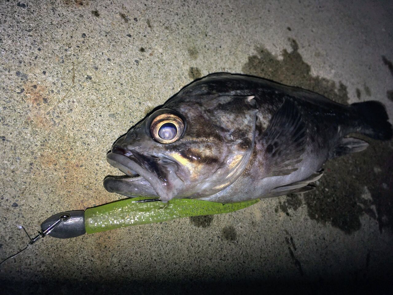 気晴らし釣りらしく 21初グレ釣り 狐の気晴らし釣り日記