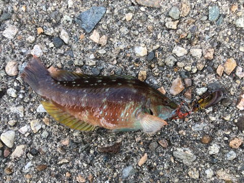 連続エラ洗いを食らうも 狐の気晴らし釣り日記