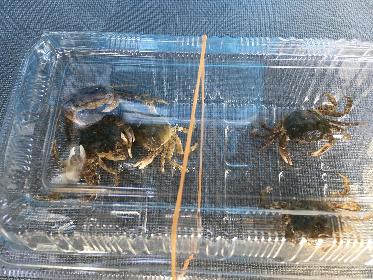 富山市 射水市クロダイ釣行 夜はシーバス狙い 狐の気晴らし釣り日記