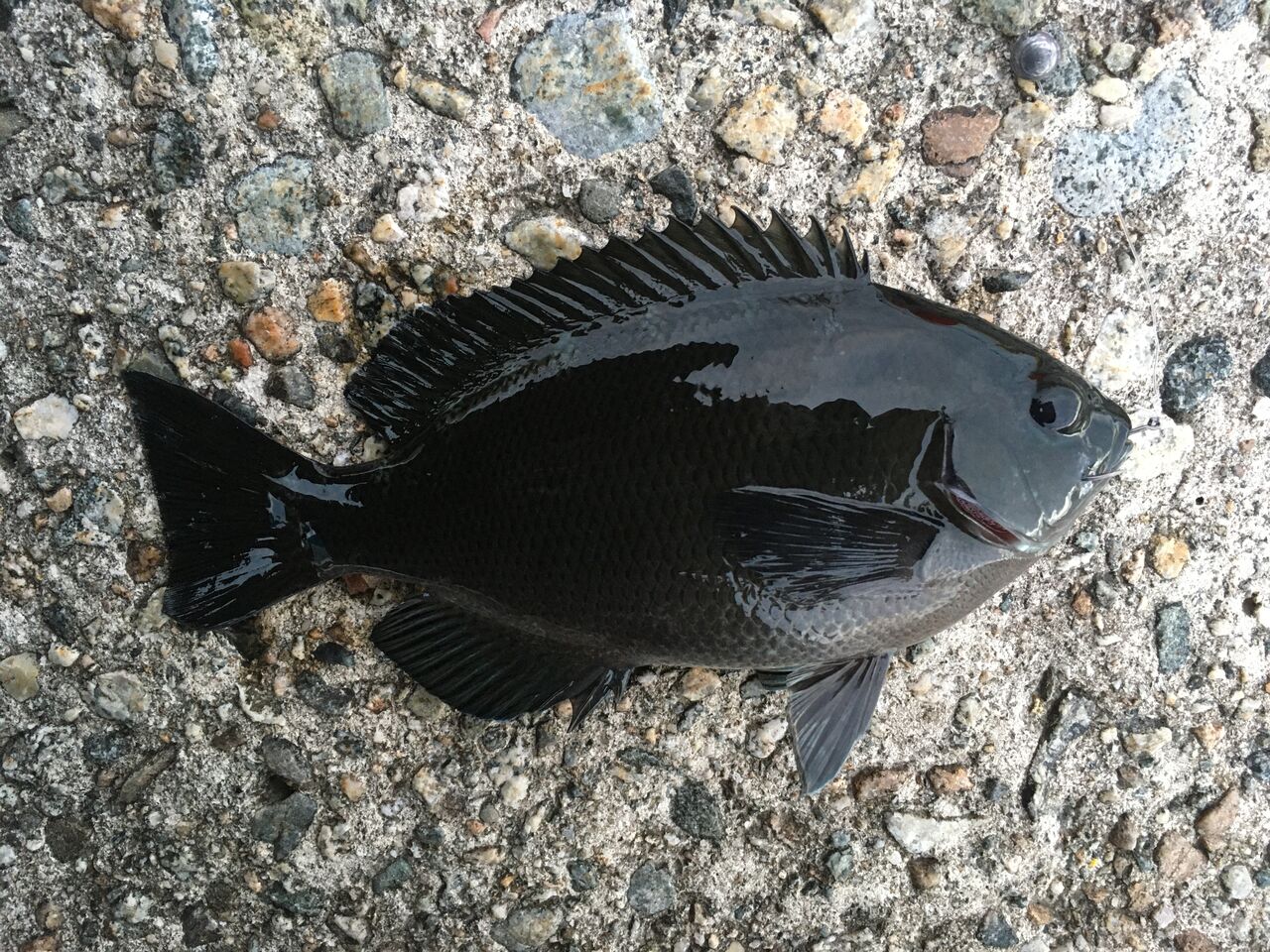 ぶっこみ300第一弾 は 狐の気晴らし釣り日記 ぶっこみ300第一弾 は 狐の気晴らし釣り日記