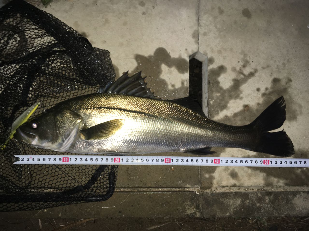 今回はシーバス 56cm 狐の気晴らし釣り日記