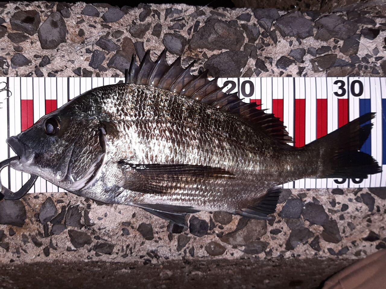 能登デイトップからのナイトチニング 狐の気晴らし釣り日記