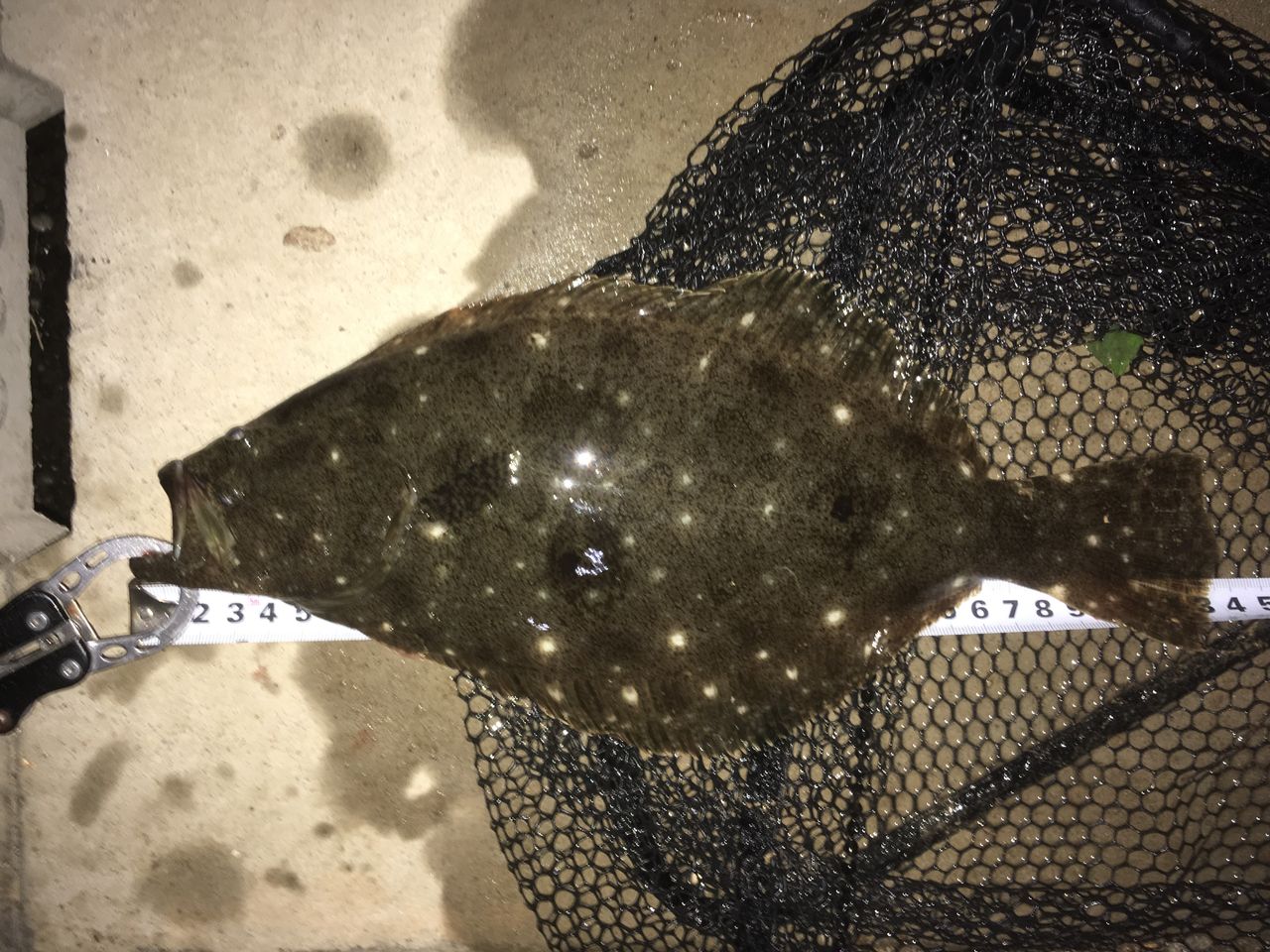 気晴らし釣りからの富山初ヒラメ 狐の気晴らし釣り日記