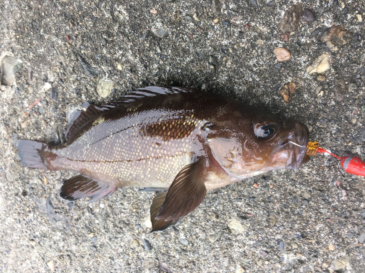 北海道旅行での穴釣り 狐の気晴らし釣り日記 北海道旅行での穴釣り 狐の気晴らし釣り日記