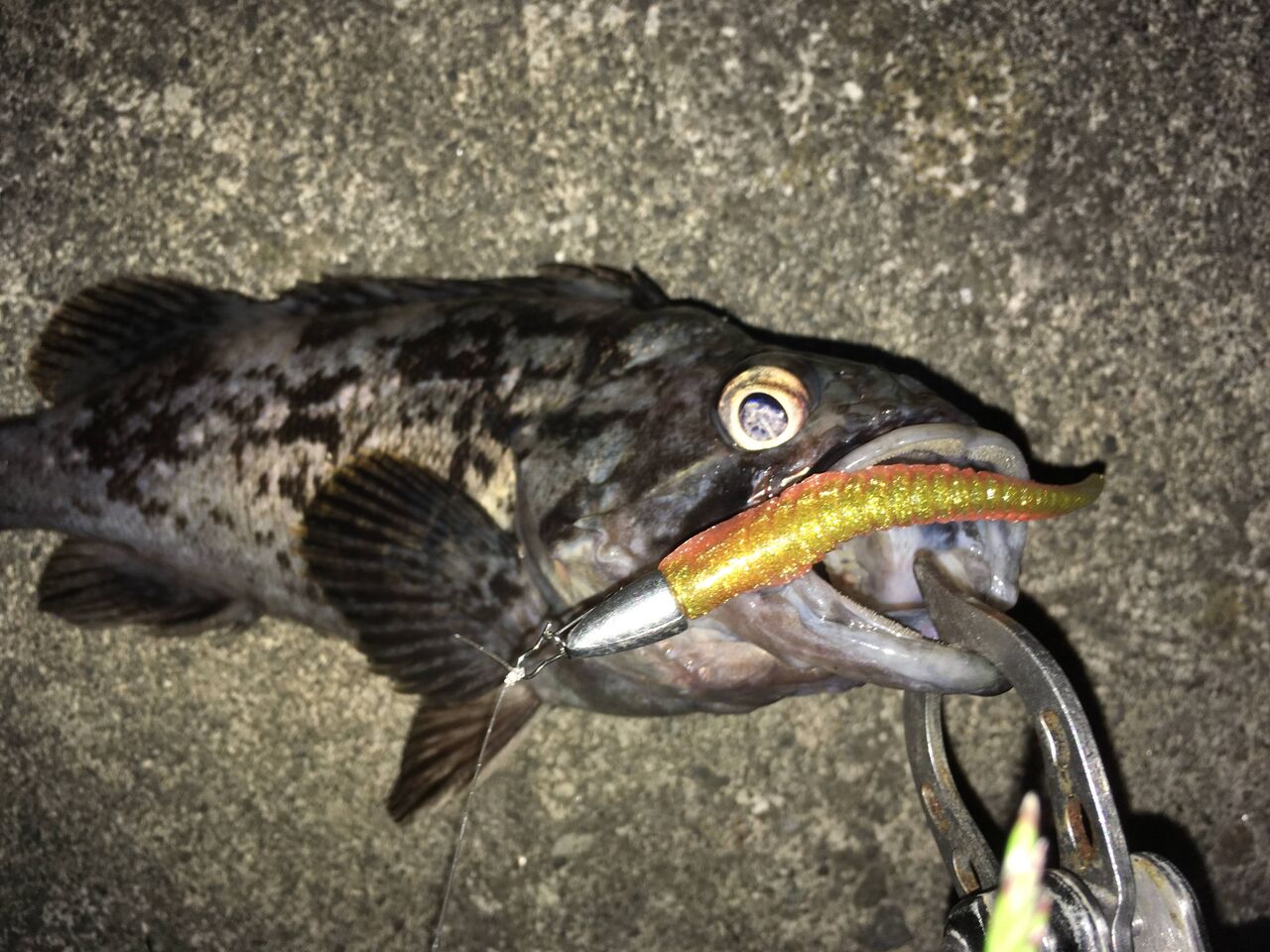 いつも励まされています 狐の気晴らし釣り日記