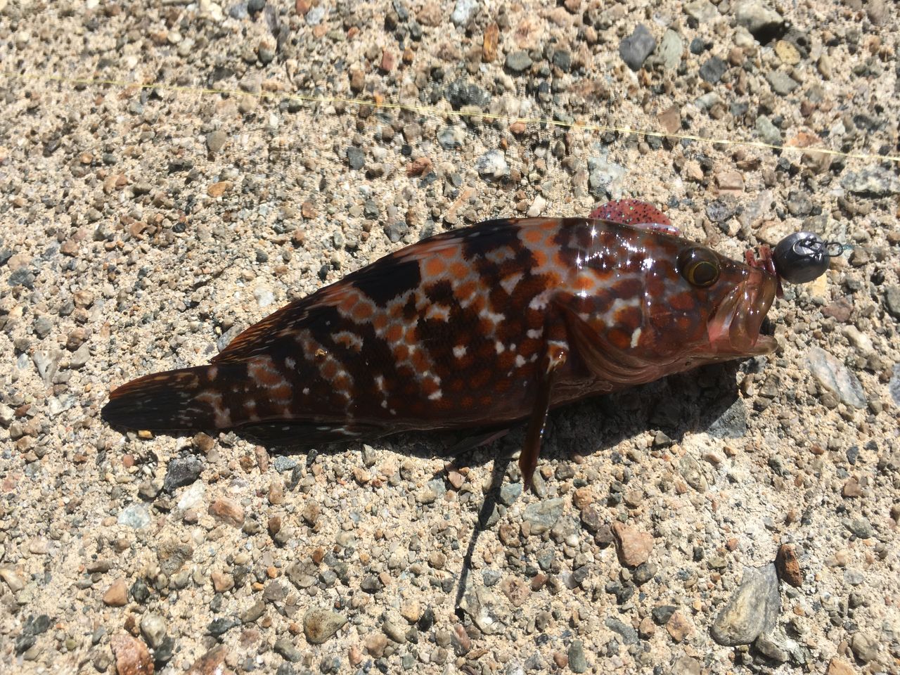 キジハタリベンジ シーズン記録 狐の気晴らし釣り日記