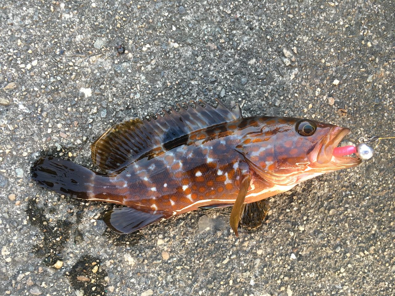 ミニキジハタからの人生初シーバス!(46cm) : 狐の気晴らし釣り日記