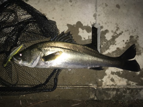 今回はシーバス 56cm 狐の気晴らし釣り日記