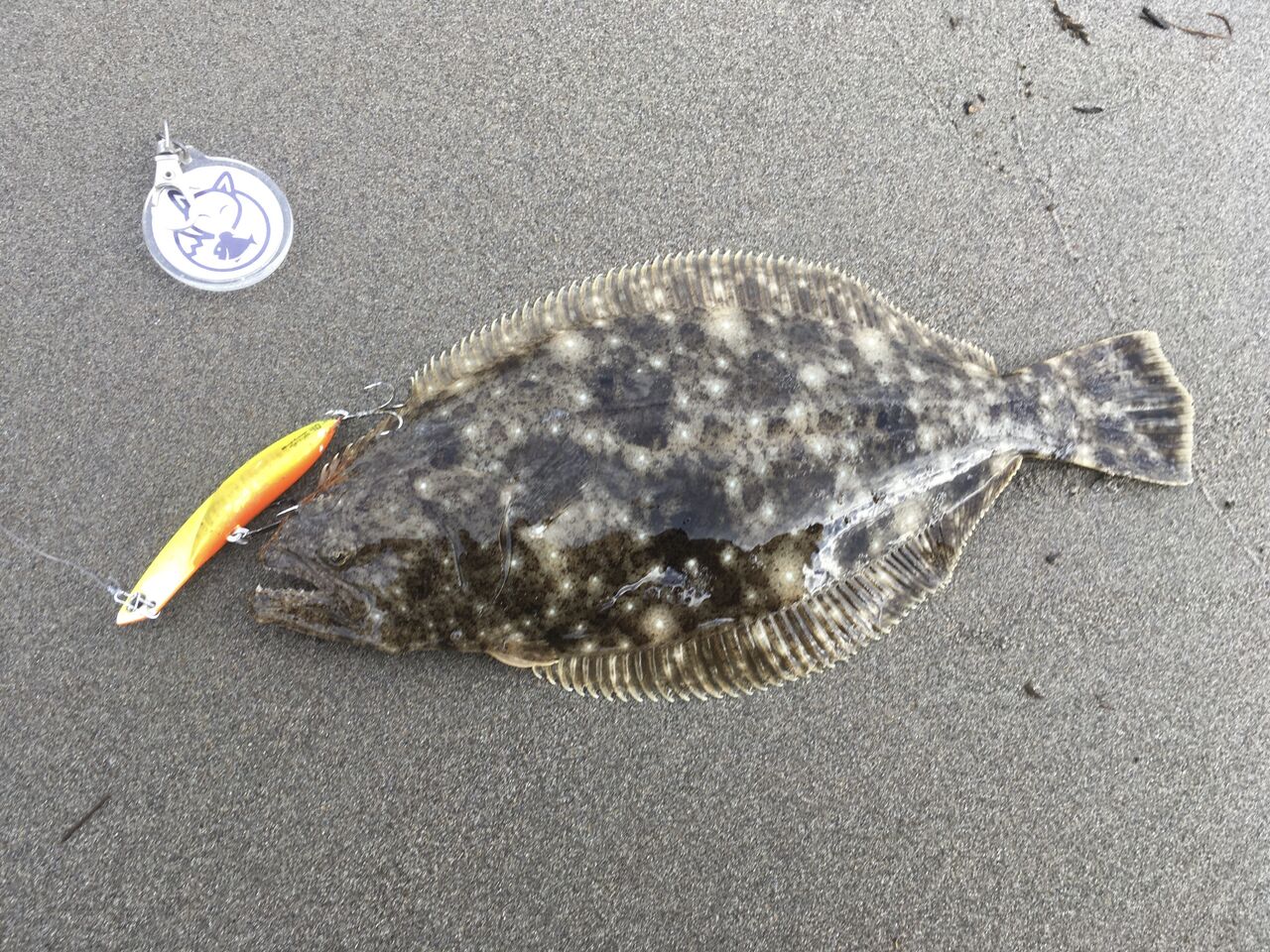 嬉しさはサイズの2倍 狐の気晴らし釣り日記