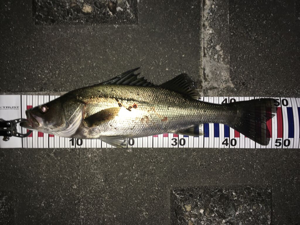 振出しロッドでシーバス釣り 狐の気晴らし釣り日記 振出しロッドでシーバス釣り 狐の気晴らし釣り日記