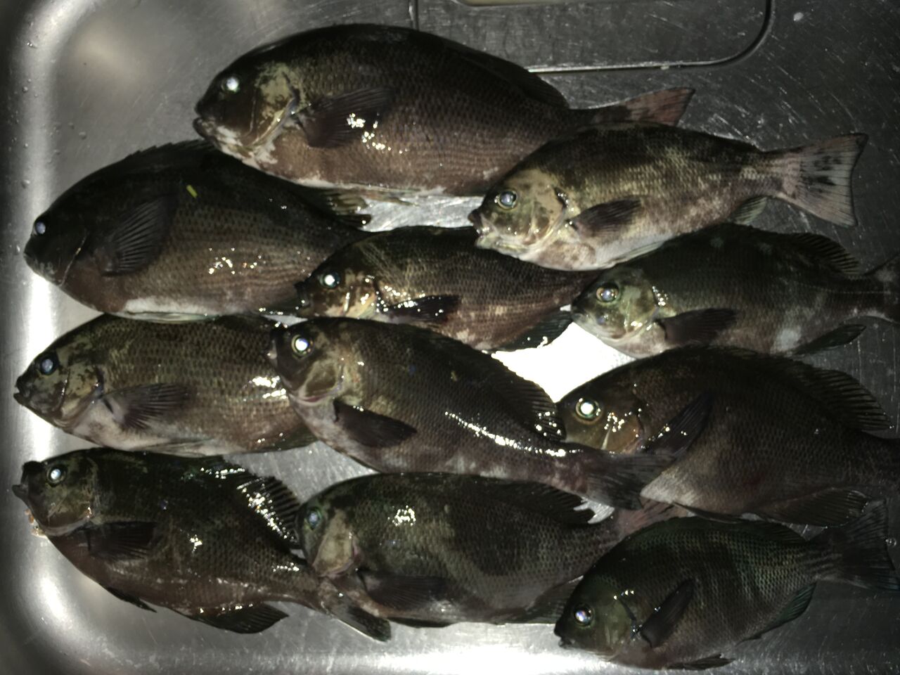 メジナオンリー 狐の気晴らし釣り日記 メジナオンリー 狐の気晴らし釣り日記