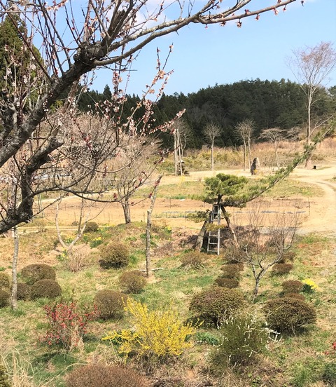 yukiyanagi6