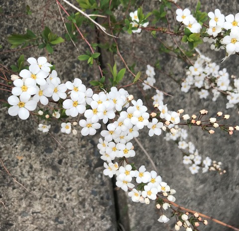 yukiyanagi2