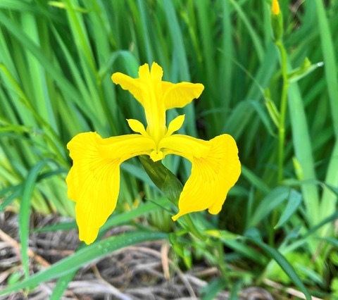 004