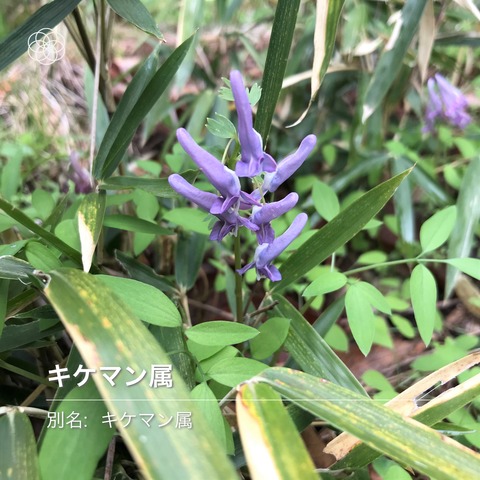 yamaenngosaku2