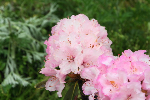 siropinnku2