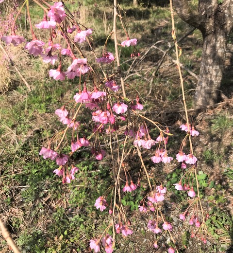 sakura6