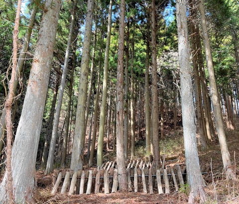 kinoko11