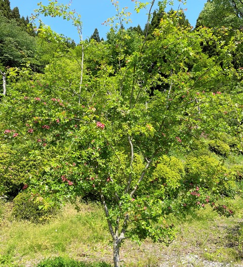sannzasi01