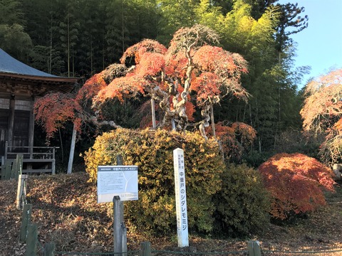 momiji2